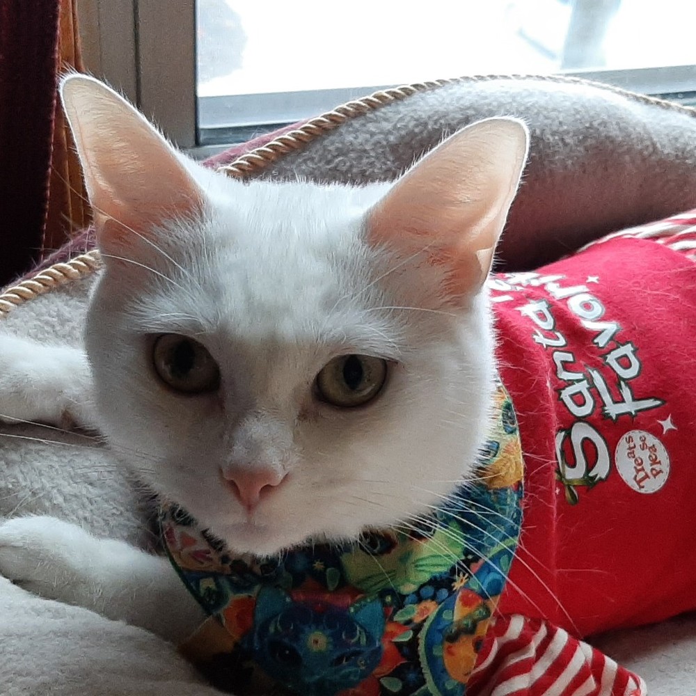 Meet your Posher, Lucia